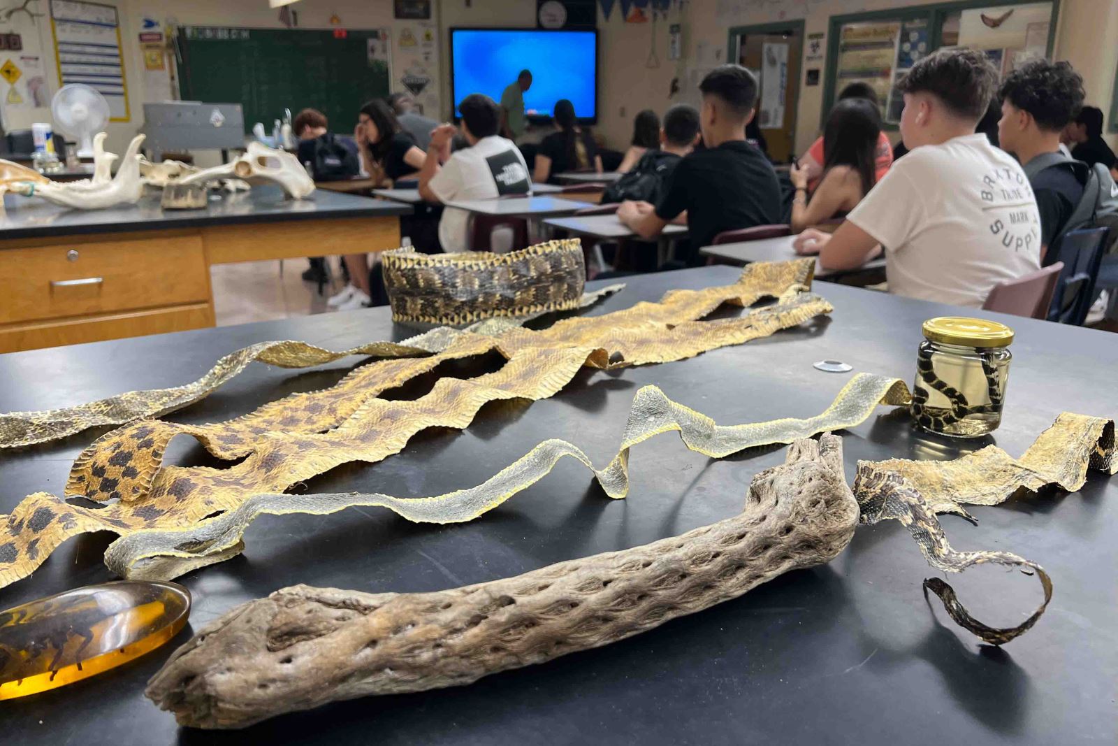Some snakeskins and other artifacts in the back of a science classroom at Cholla High School